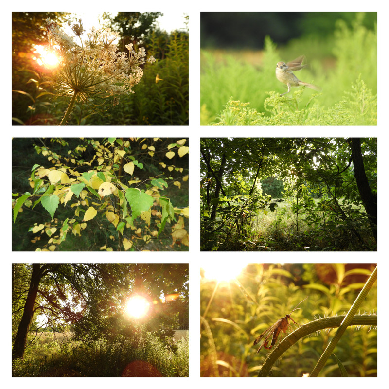 dziszapowiadaja34stopnie