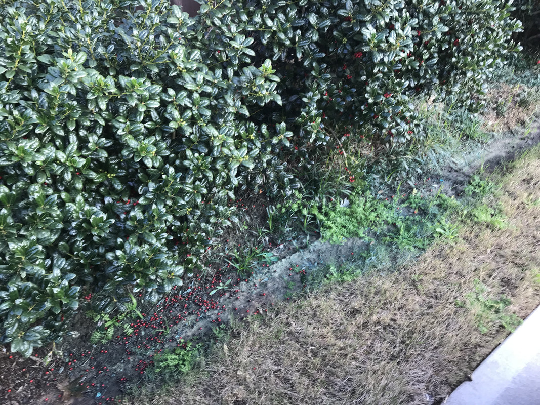Sprayed Gordon's Trimec Plus 2,4D with Quinclorac and Dicamba | Lawn ...