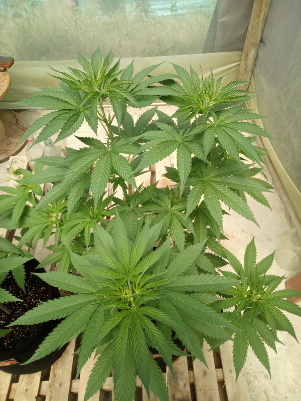 IMG_20230429_132326_708