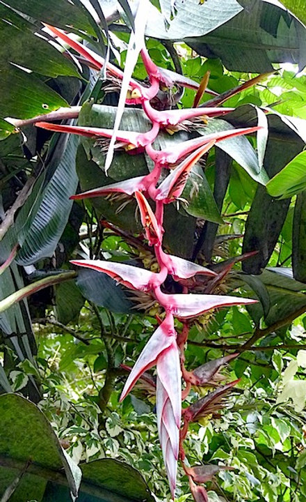 f11a66_c7b8018403424db19dbe82fe1d8ae5ef