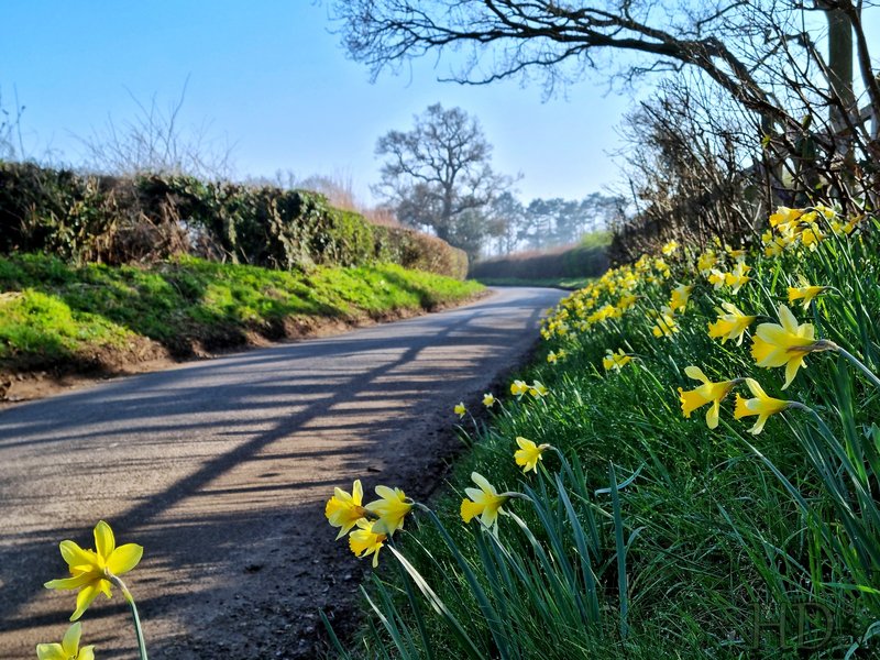 daffodils-spring-HD.jpg