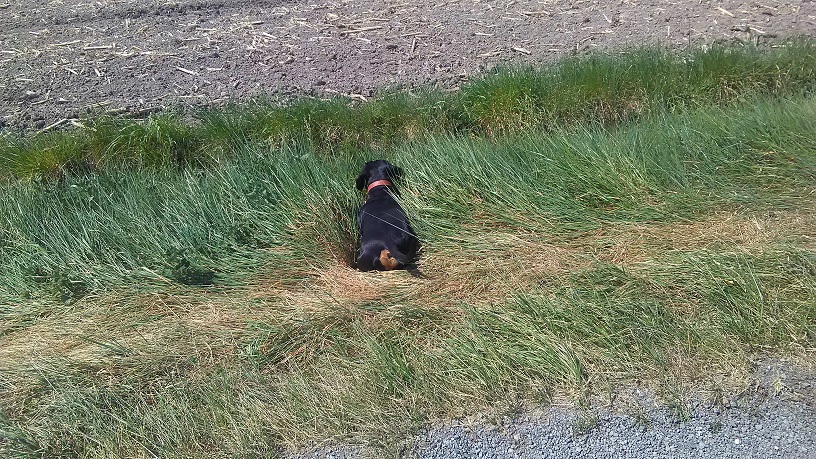 [Image: PopBazl.jpg]