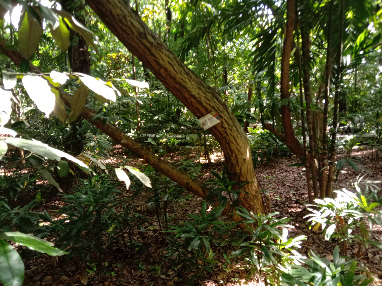 Arroceros Forest Park Manila Bagras20260715 141310