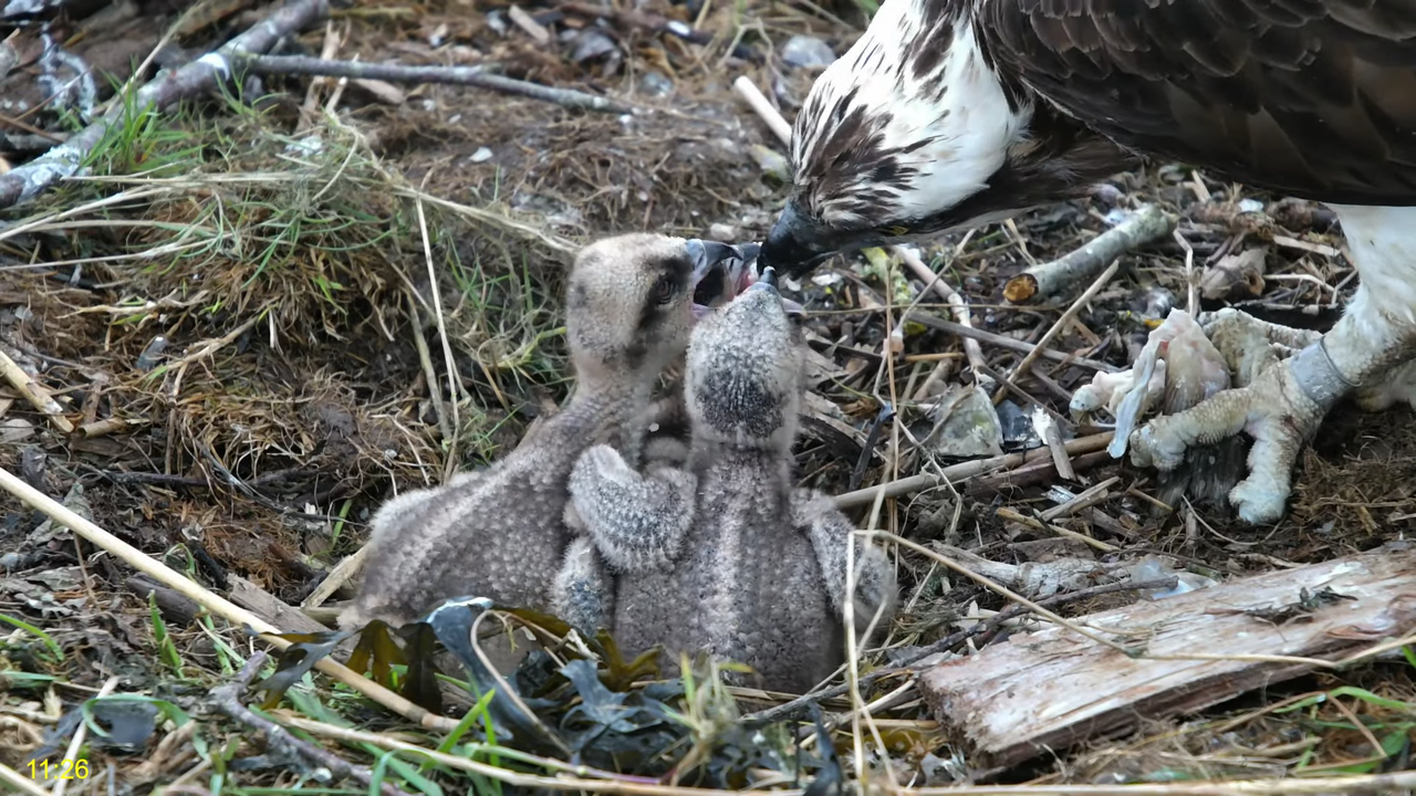 🦅 Dyfi Osprey projekts (VELSA)_ 2024. GADA TIEŠRAIDE 4K kvalitātē 🦅 13-3-48 screenshot