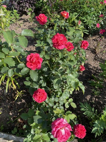 https://i.postimg.cc/R0gMmTjS/IMG-2547.jpg