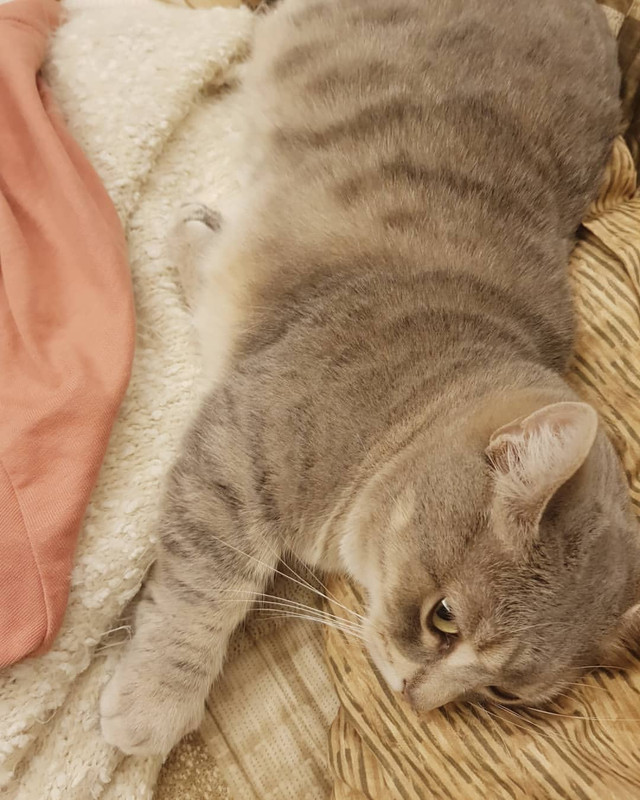 2019-01-03 00.06.33 1948045928544791584_294744126