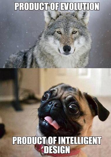 The Doggy Thread - Page 4 Funny-wolf-dog-pug