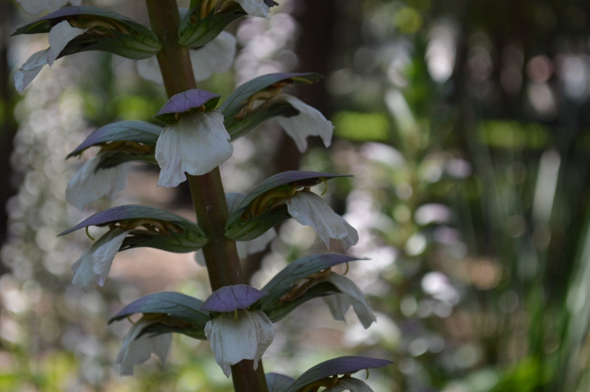 AMLO pone alto a obras inmobiliarias que dañen el medio ambiente