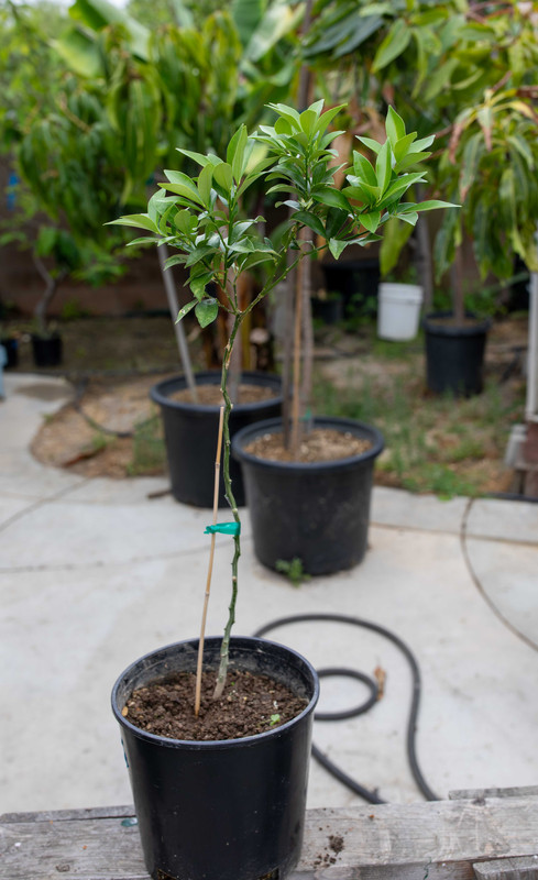 8U1A3455  Nagami Kumkuat Tree on FD in #2 Pot (6-9-2025)