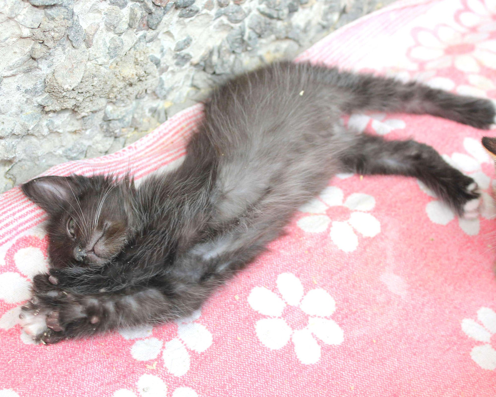 IMG 2223 — Postimages