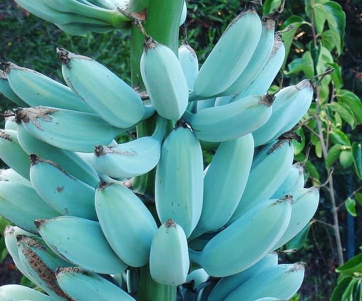 Pisang biru