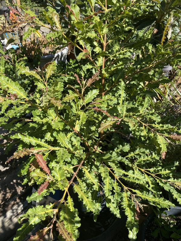 33615A0A-7DEB-4D5B-9E21-3E0DF0FFB695