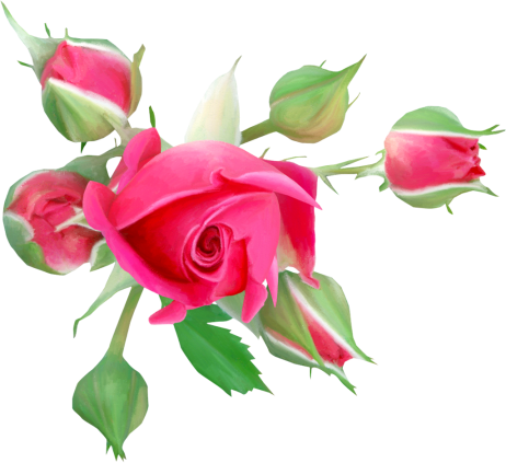 Roses3