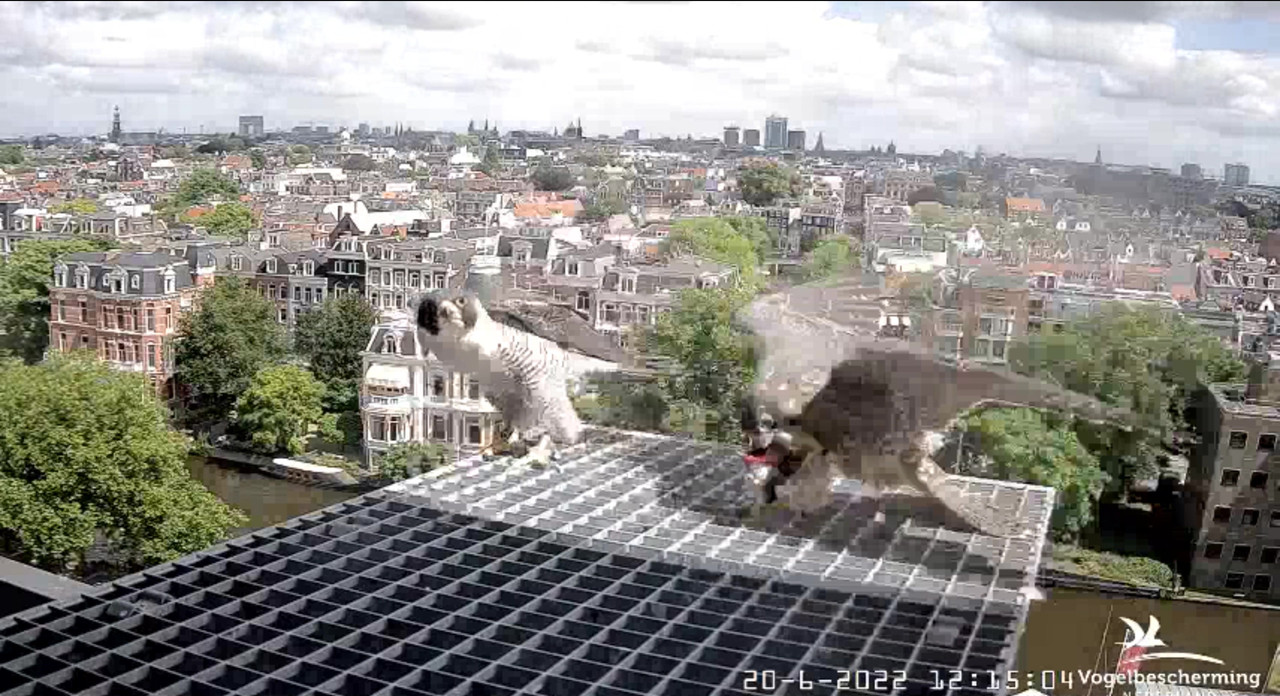 Amsterdam/Rijksmuseum screenshots © Beleef de Lente/Vogelbescherming Nederland - Pagina 30 Video-2022-06-20-121714-Moment-8