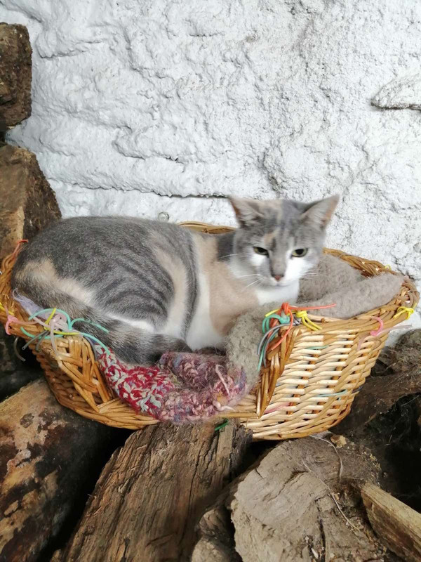 E8573B6C-B2A1-4F0C-BEC0-0E817EDF551A