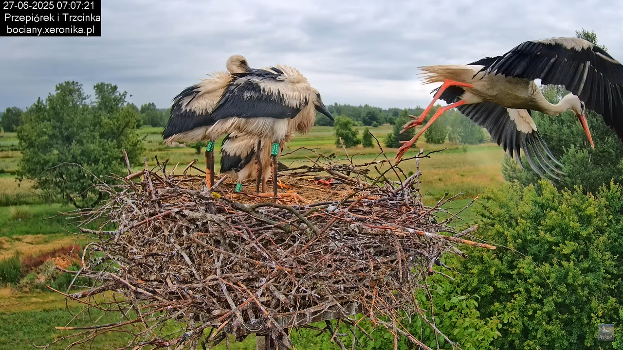 27062025bociany13