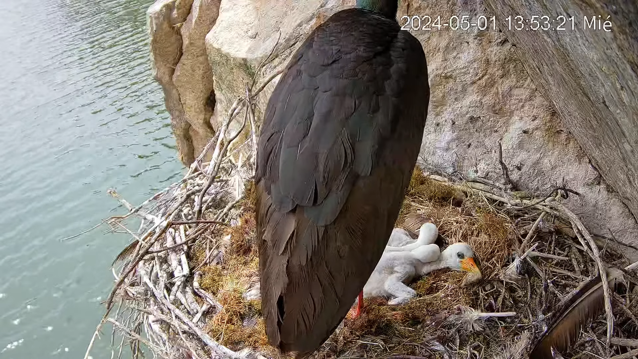 Cigüeña Negra en Tajo Internacional 3-17-58 screenshot