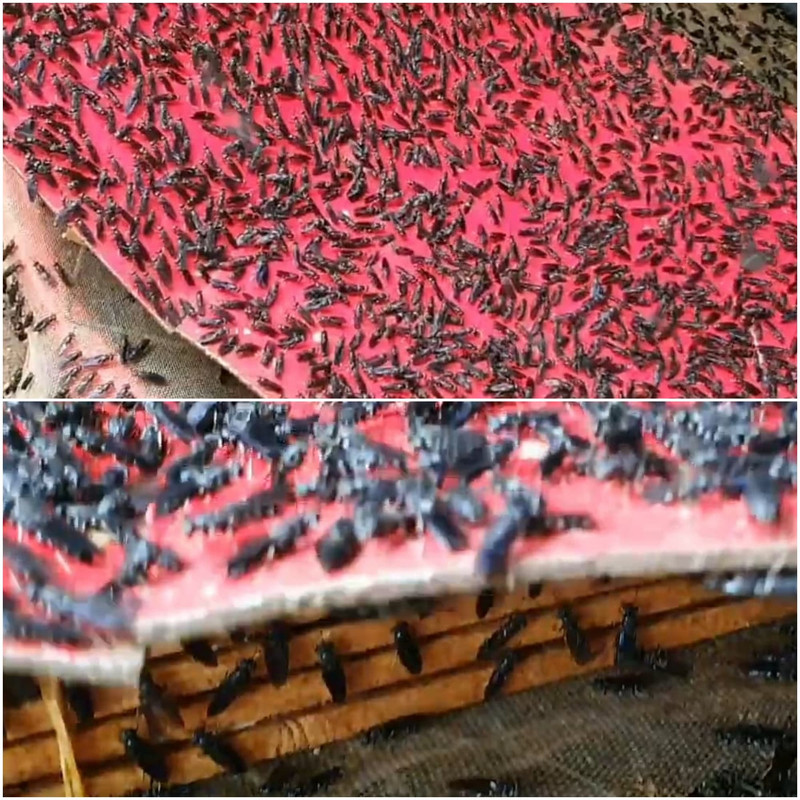 male-female-black-soldier-fly-gathering-in-love-cage.jpg