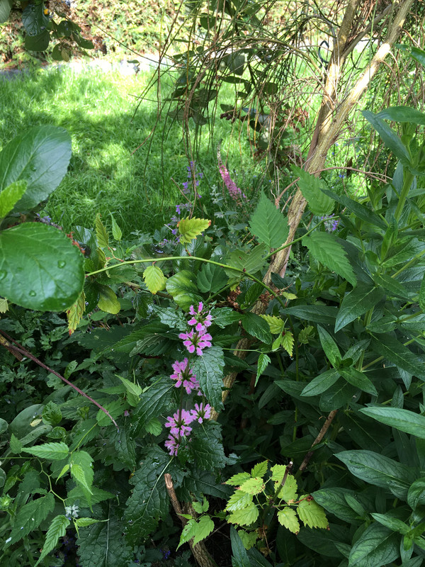 E9E42ABD-E886-477C-8E31-55A2D6D0FA24