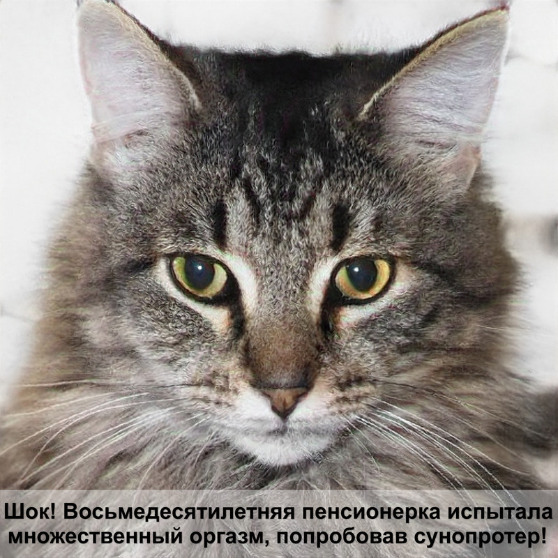 кошка окраса пумы