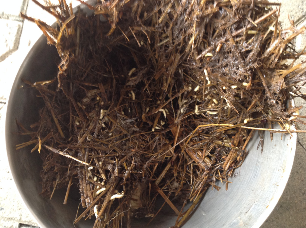 Nestöffnung 12. Nov. 2015 (2)