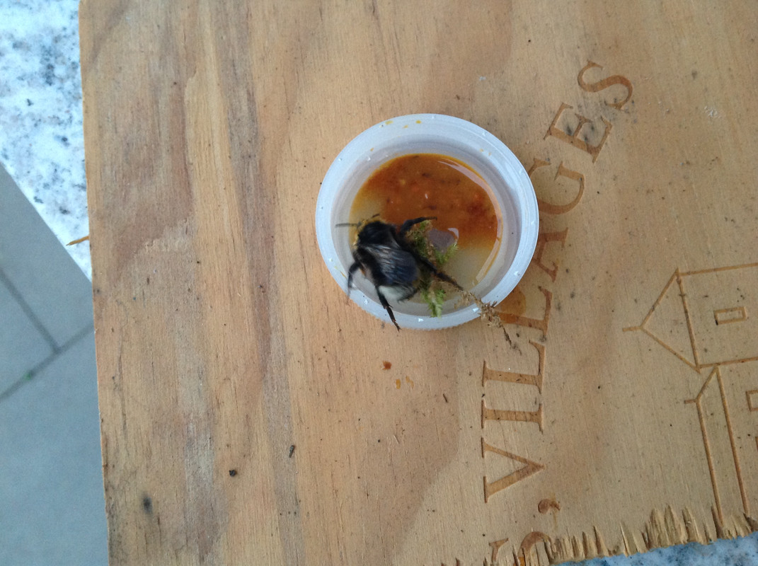 Kleine Erdhummel 3.04.16 (1)