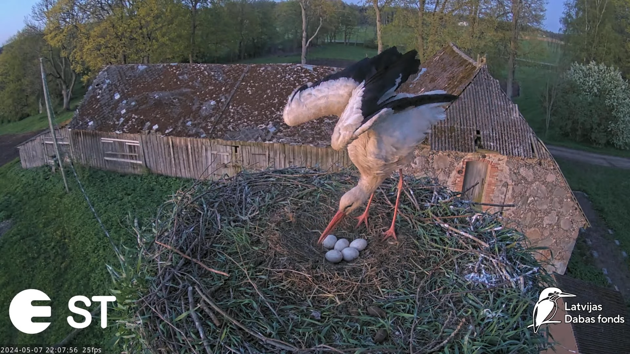 Baltie stārķi (Ciconia ciconia) Tukuma novadā - LDF tiešraide __ White storks in Tukums, Latvia 13-5