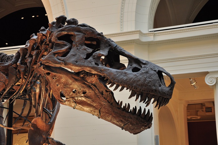 Ilustrasi kerangka T-rex