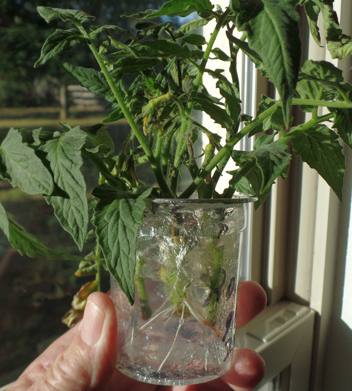TomatoCutting