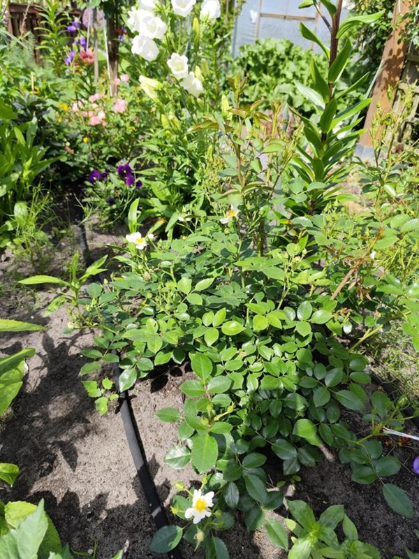 IMG_20250616_153724 (Copy)