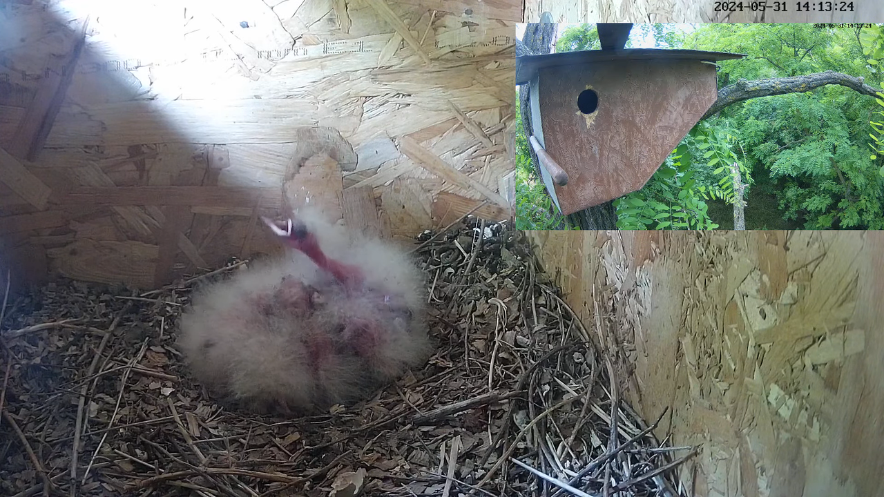 TIEŠRAIDĒ Eirāzijas stīpiņa Nest Cam (Nagyberény, Ungārija) 13-36-45 screenshot
