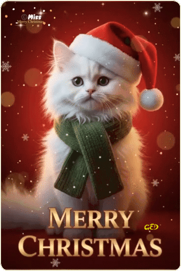 251225-chat-pere-noel-danse