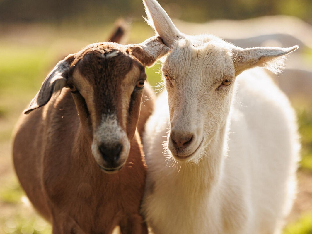 dairy-goats-1-2x-49a19023-b661-41ef-8796-8e044e5dfb46.jpg