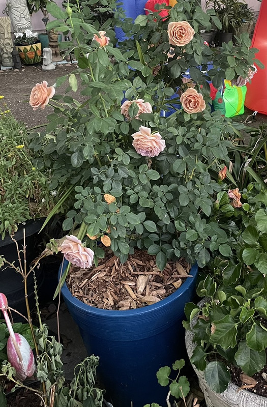 3CDAA445-BA8B-44A6-BDEF-AC69AD4A8F74_1_105_c