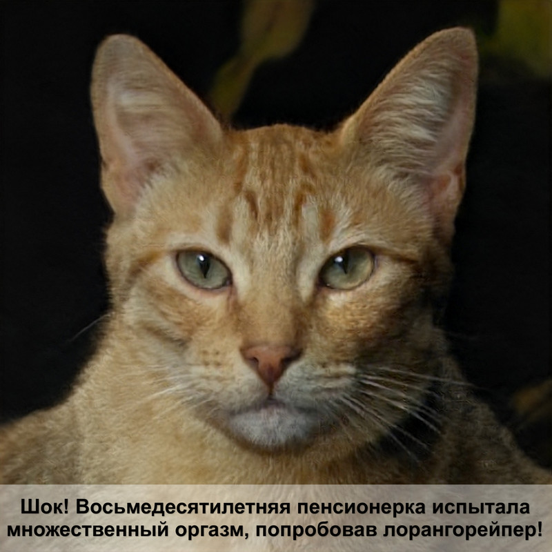 пурина ен для кошек