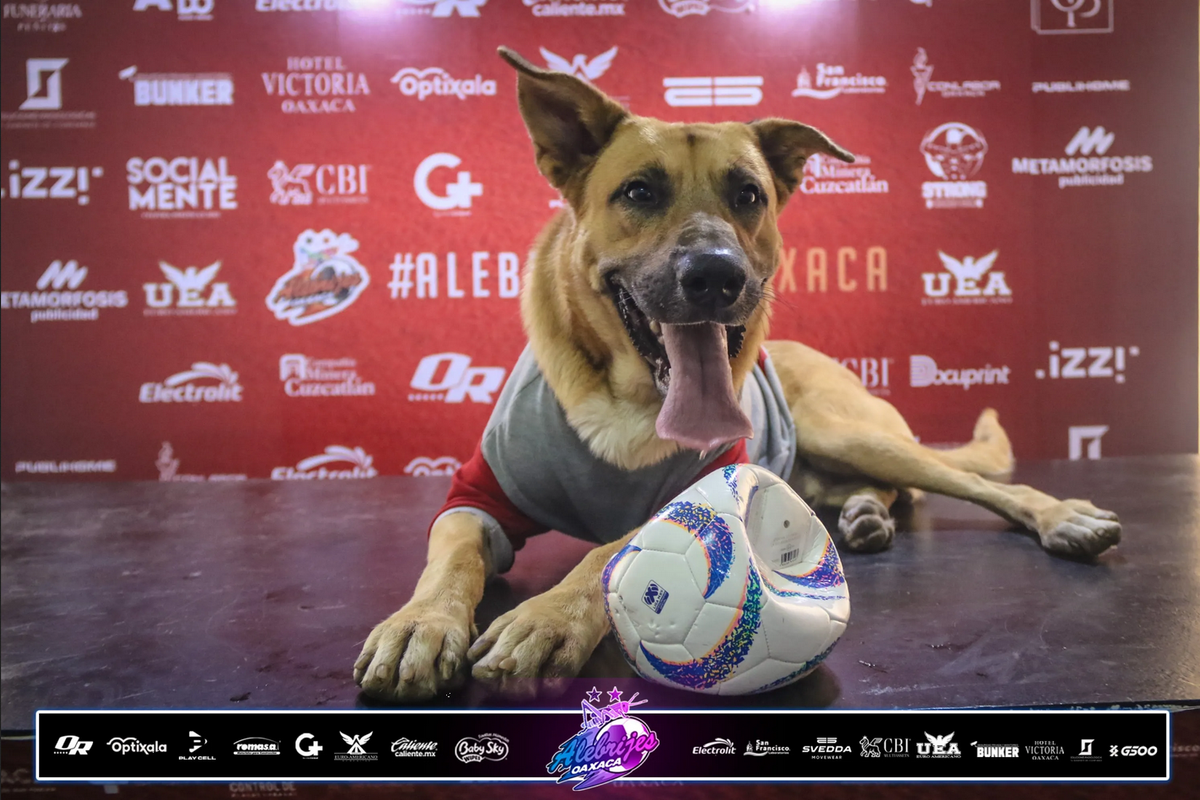 Alebrijes de Oaxaca ficha a Max, el perro que invadió su cancha