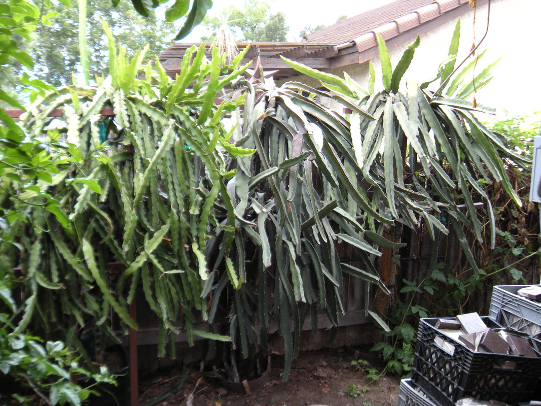 DSCN1524