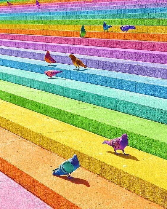 multipigeons.jpg