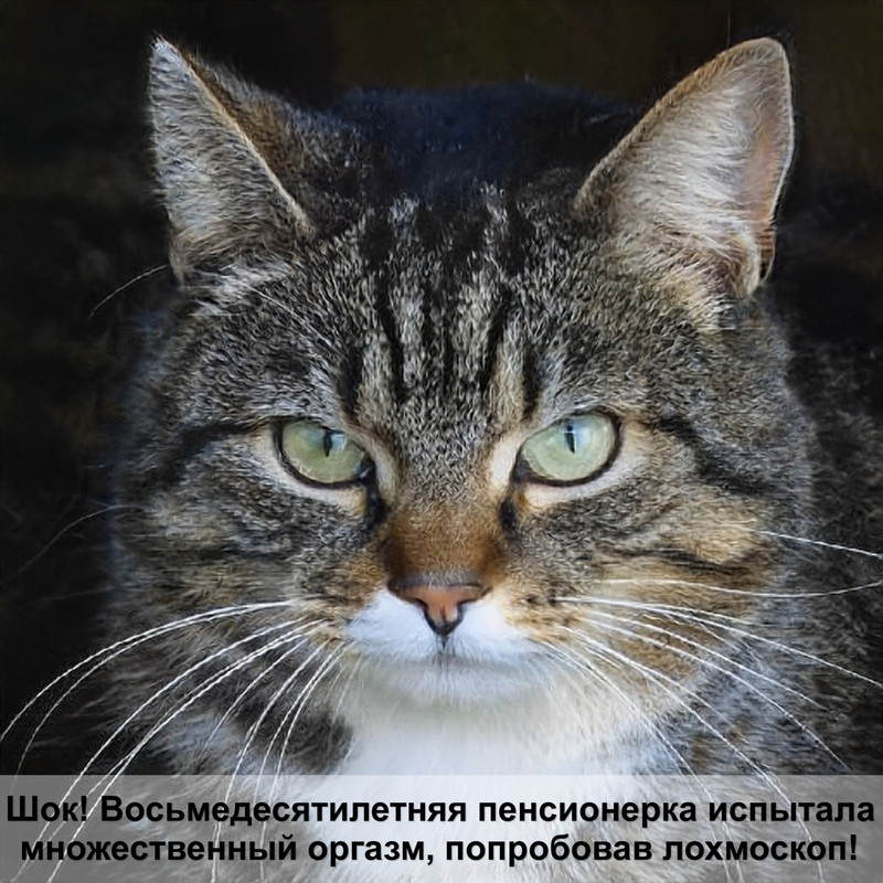 корм для кошек пронатюр