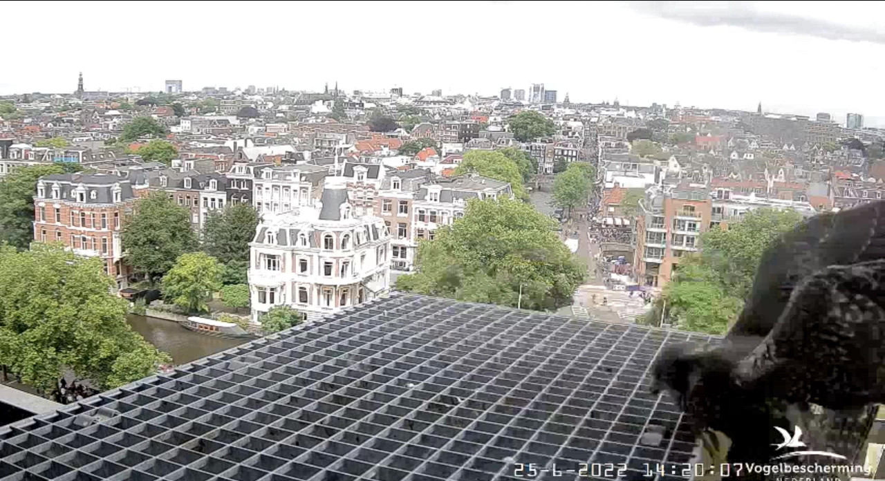 Amsterdam/Rijksmuseum screenshots © Beleef de Lente/Vogelbescherming Nederland - Pagina 32 Video-2022-06-25-142845-Moment-2