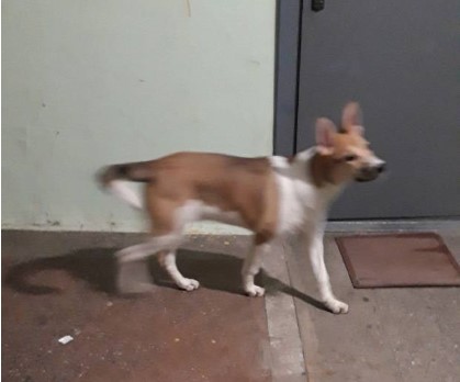 потеряшка щенок