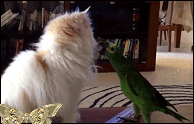 Funny-Cat-GIF-Crazy-pets-but-so-funny-Om-Nom-Nom-Crazy-Parrot-eating-delicious-cat-fur-ok-cats.gif