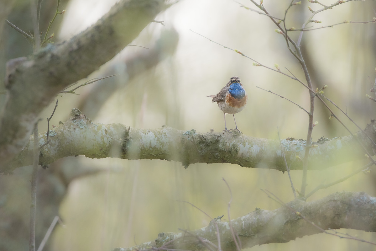 Blauwborst