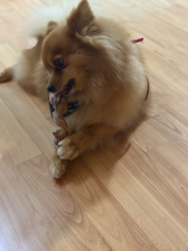 Simba, perrito de la manada Canniet