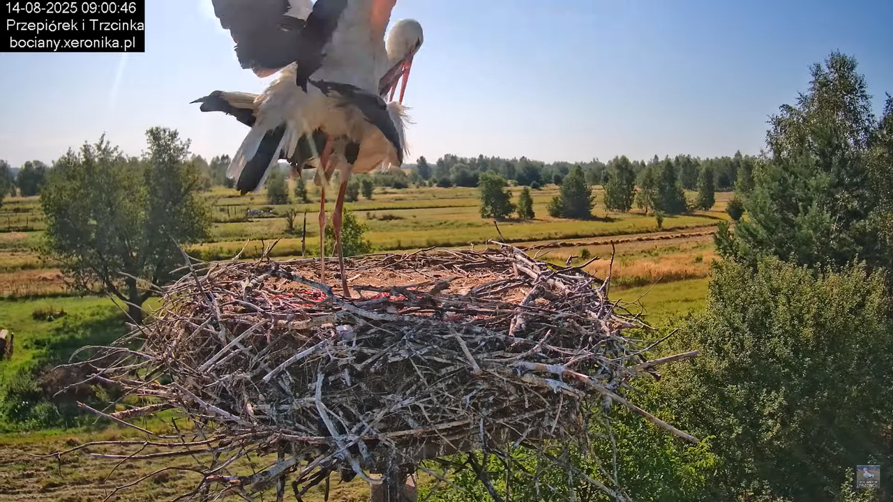 14082025bociany13