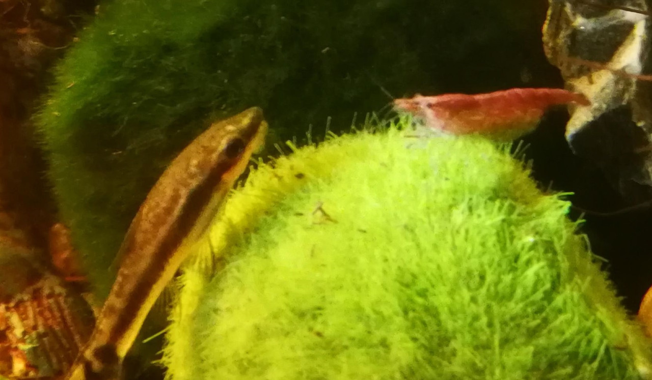 35427370_10215486893419155_4029343042124120064_n