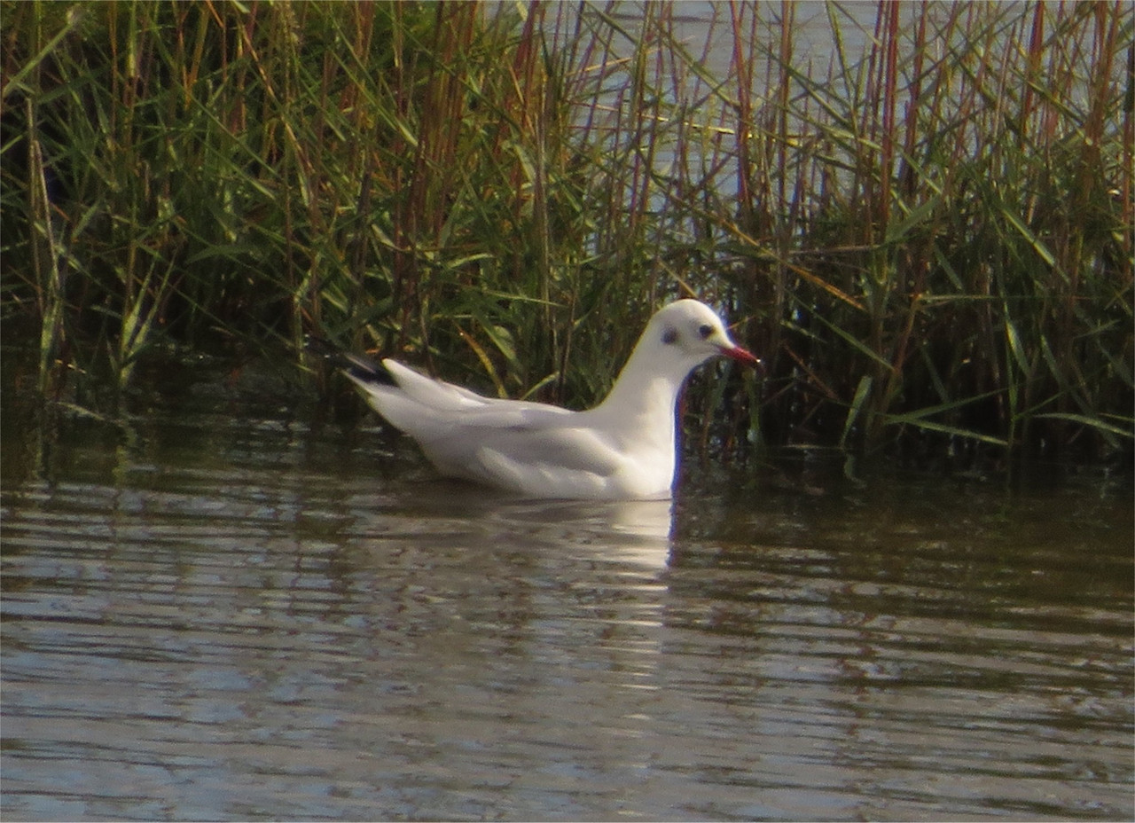 Black-headed gull