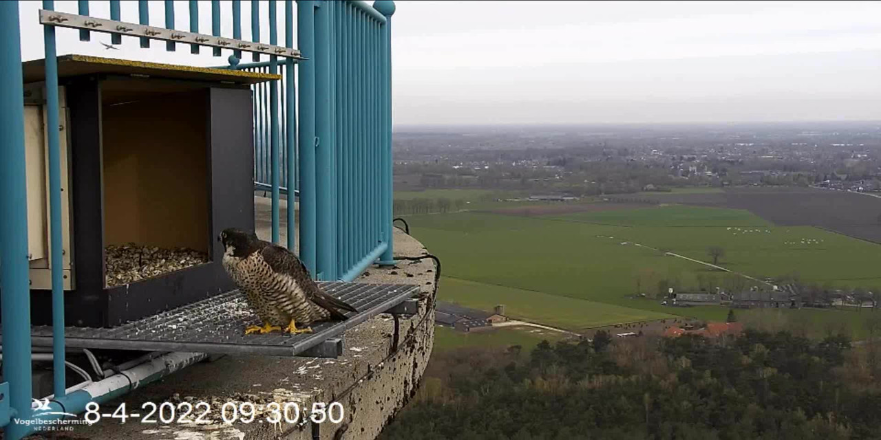 campics BDL 2022 va 20 maart 2022 ©VWGGemert/Vogelbescherming Nederland - Pagina 37 Video-2022-04-08-093351-Trim-Moment