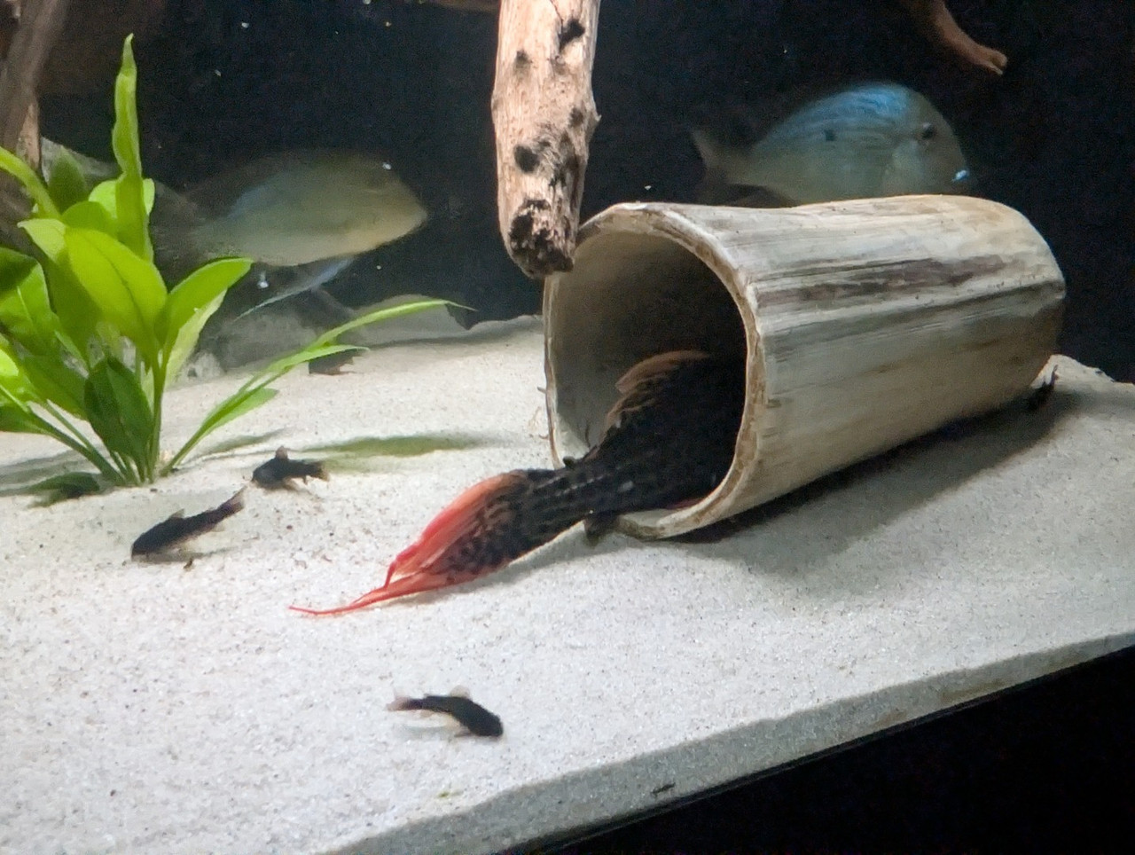 PXL 20251227 193834998 RAW 01 COVER