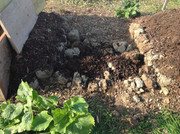 Kompostmiete Aus Drei mach Eins 2.Okt. 2015 (5)